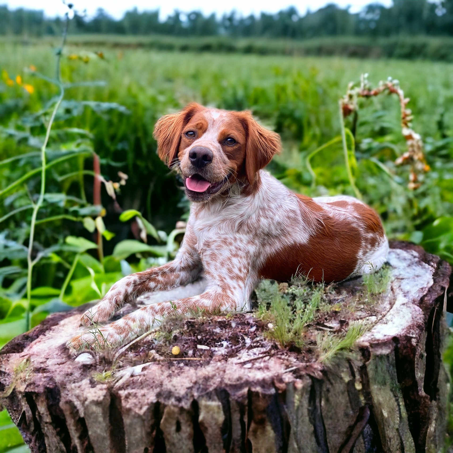 Togo participe au concours pour gagner de l'argent avec cette photo : animal, canine, cockerspaniel, dog, grass, green, herbal, herbs, hound, leaf, moss, nature, outdoors, pet, plant, pointer, puppy, tree, treestump, vegetation