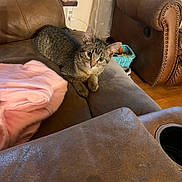 Marshmallow is registered to the contest to win money with this photo: cat, kitten, tabby, couch, blanket, living_room, furniture, pet, indoor, curious, brown, soft, cozy, leather_chair, person, floor, basket, relaxing, home, comfort