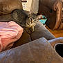 cat, kitten, tabby, couch, blanket, living_room, furniture, pet, indoor, curious, brown, soft, cozy, leather_chair, person, floor, basket, relaxing, home, comfort