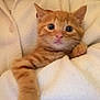 Caramel a rejoint le concours — aidez-le/la à gagner de superbes lots ! kitten, cat, orange_tabby, pet, animal, cute, fluffy, cozy, blanket, paw, fur, indoor, young, small, whiskers, sleepy, domestic_cat, comfort, resting, adorable