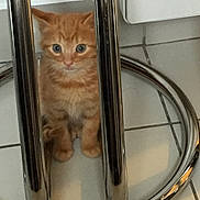 Caramel a rejoint le concours — aidez-le/la à gagner de superbes lots ! kitten, orange_tabby, cat, feline, curious, metal_bars, stool, floor_tiles, indoor, pet, small, cute, whiskers, fur, paws, sitting, eyes, young, animal, domestic