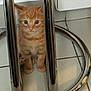 kitten, orange_tabby, cat, feline, curious, metal_bars, stool, floor_tiles, indoor, pet, small, cute, whiskers, fur, paws, sitting, eyes, young, animal, domestic