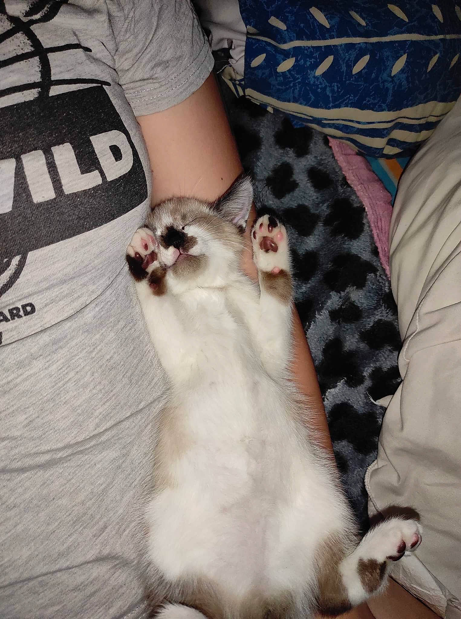 Zimba a rejoint le concours — aidez-le/la à gagner de superbes lots ! carnivore, cat, comfort, companion_dog, domestic_short_haired_cat, fawn, felidae, formal_wear, fur, gesture, grey, mammal, nail, pattern, paw, sleeve, small_to_medium_sized_cats, tail, textile, whiskers