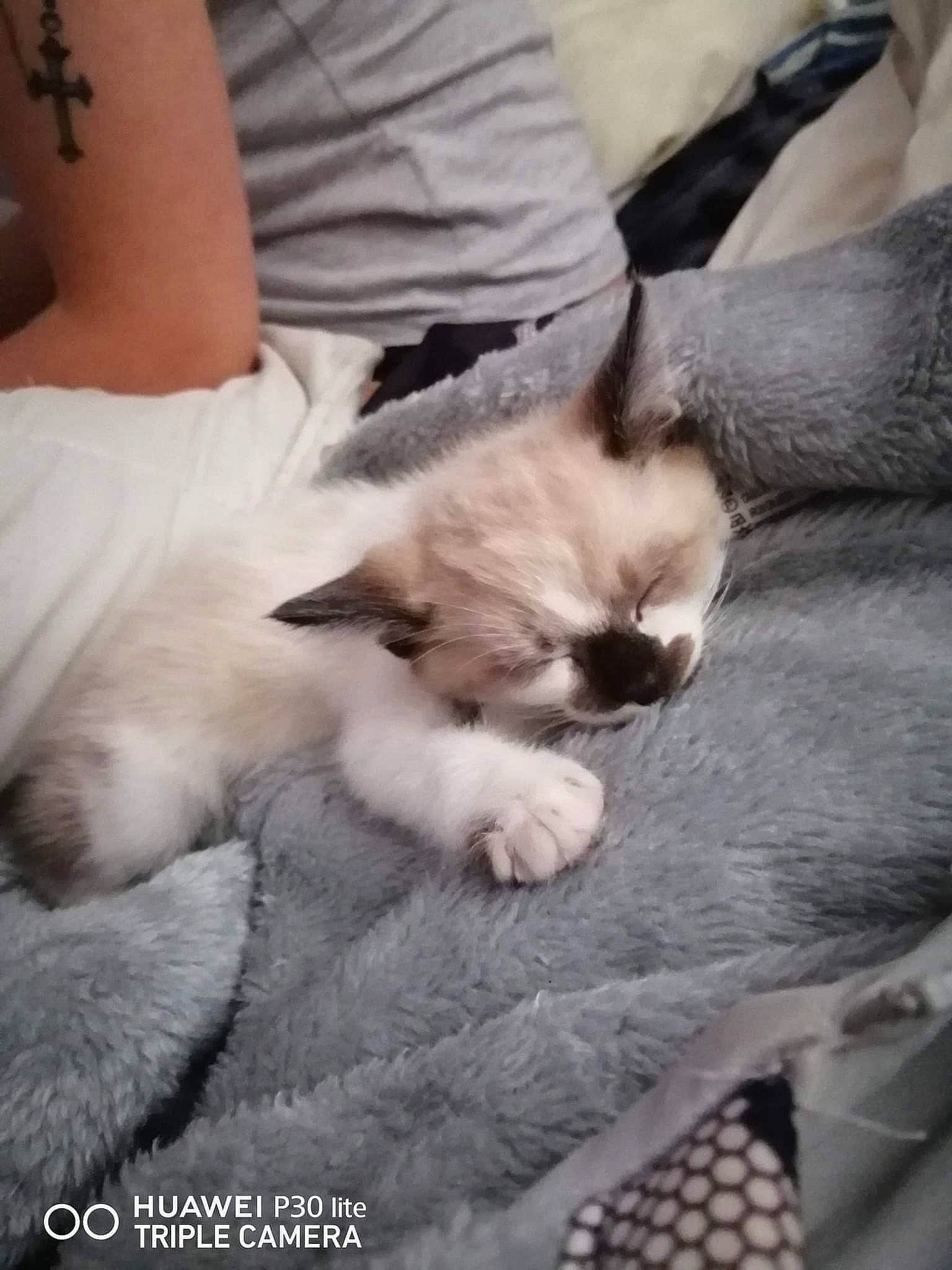 Zimba a rejoint le concours — aidez-le/la à gagner de superbes lots ! balinese, carnivore, cat, cat_bed, cat_supply, claw, comfort, fawn, felidae, fur, human_leg, linens, nap, paw, siamese, sleep, small_to_medium_sized_cats, tail, thai, whiskers