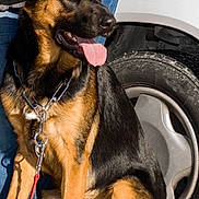 Junior a rejoint le concours — aidez-le/la à gagner de superbes lots ! dog, german_shepherd, pet, animal, canine, tongue_out, collar, chain, person, jeans, sweater, car, tire, wheel, outdoor, sunlight, leash, brown, black, sitting