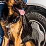 dog, german_shepherd, pet, animal, canine, tongue_out, collar, chain, person, jeans, sweater, car, tire, wheel, outdoor, sunlight, leash, brown, black, sitting