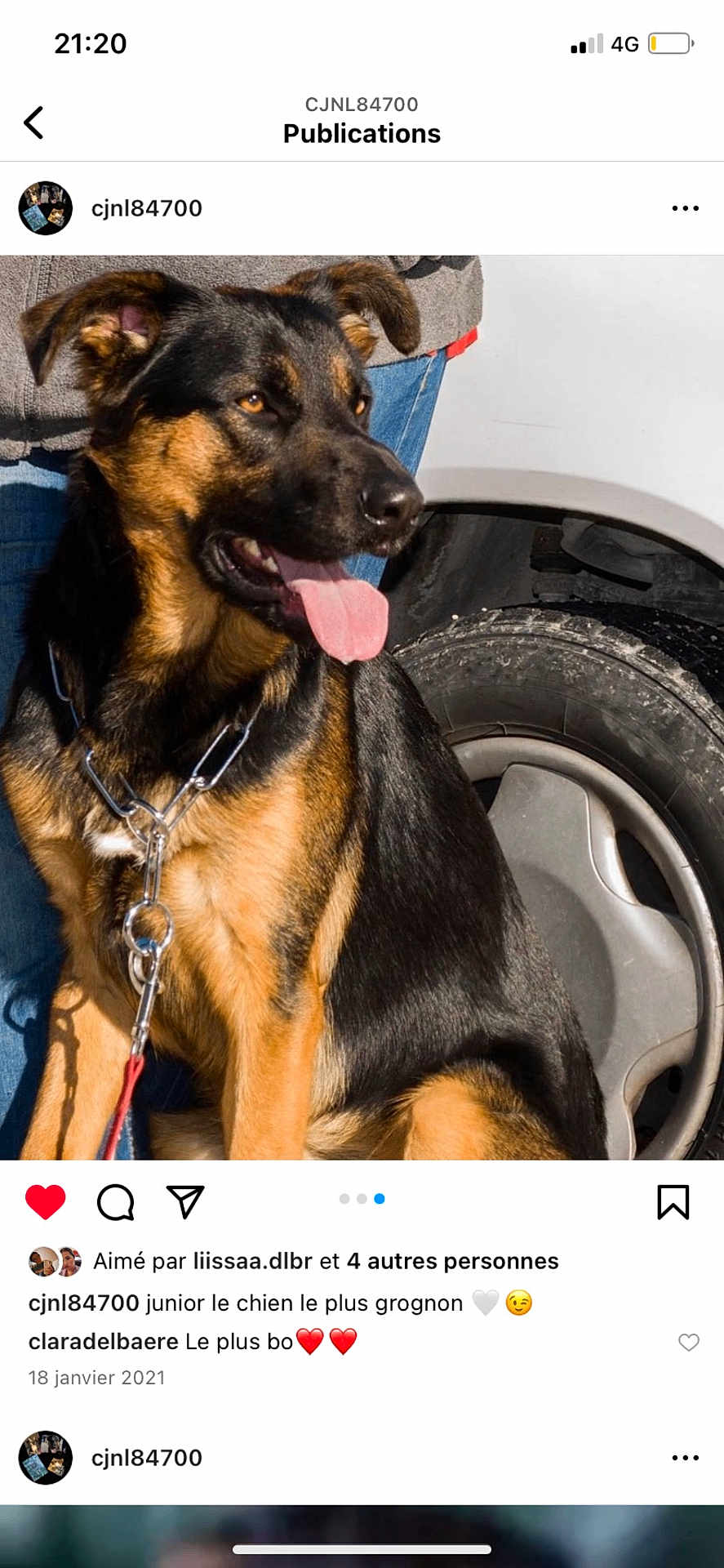 Junior a rejoint le concours — aidez-le/la à gagner de superbes lots ! dog, german_shepherd, pet, animal, canine, tongue_out, collar, chain, person, jeans, sweater, car, tire, wheel, outdoor, sunlight, leash, brown, black, sitting