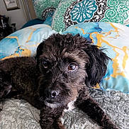 Onyx joined the competition — help win amazing prizes! dog, bed, pillow, curly_hair, indoor, pet, animal, brown, black, resting, close_up, cute, fur, eyes, portrait, cozy, comfort, household, laying, canine