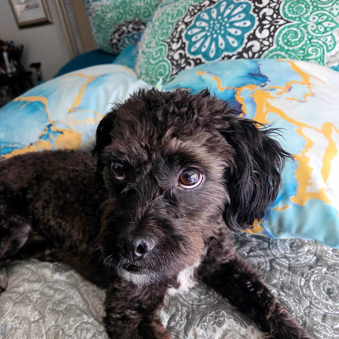 Onyx joined the competition — help win amazing prizes! dog, bed, pillow, curly_hair, indoor, pet, animal, brown, black, resting, close_up, cute, fur, eyes, portrait, cozy, comfort, household, laying, canine