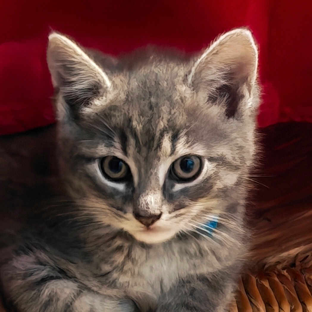 Bouba a rejoint le concours — aidez-le/la à gagner de superbes lots ! kitten, cat, gray_cat, tabby, pet, feline, cute, animal, closeup, portrait, indoor, resting, curious, young_animal, whiskers, ears, paw, woven_surface, red_background, domestic_cat