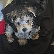 Harley joined the competition — help win amazing prizes! dog, puppy, fur, cute, pet, animal, small_dog, black, white, brown, ears, eyes, nose, face, fur_texture, indoor, blanket, resting, cozy, looking_up