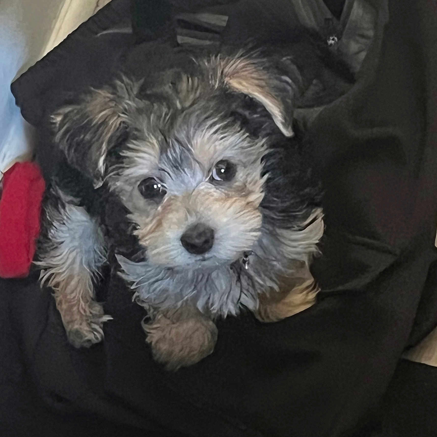 Harley joined the competition — help win amazing prizes! dog, puppy, fur, cute, pet, animal, small_dog, black, white, brown, ears, eyes, nose, face, fur_texture, indoor, blanket, resting, cozy, looking_up