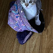 Spudnik is registered to the contest to win money with this photo: kitten, cat, purple_bag, mushroom_pattern, wooden_floor, curious, pet, indoor, small_animal, fur, whiskers, paw, cute, domestic_cat, looking_up, playful, young_cat, animal, bag, floor