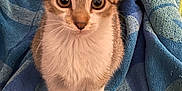 Spudnik is registered to the contest to win money with this photo: kitten, cat, pet, animal, cute, feline, fur, whiskers, ears, tail, blanket, indoor, small, young, domestic, mammal, looking, sitting, curious, soft