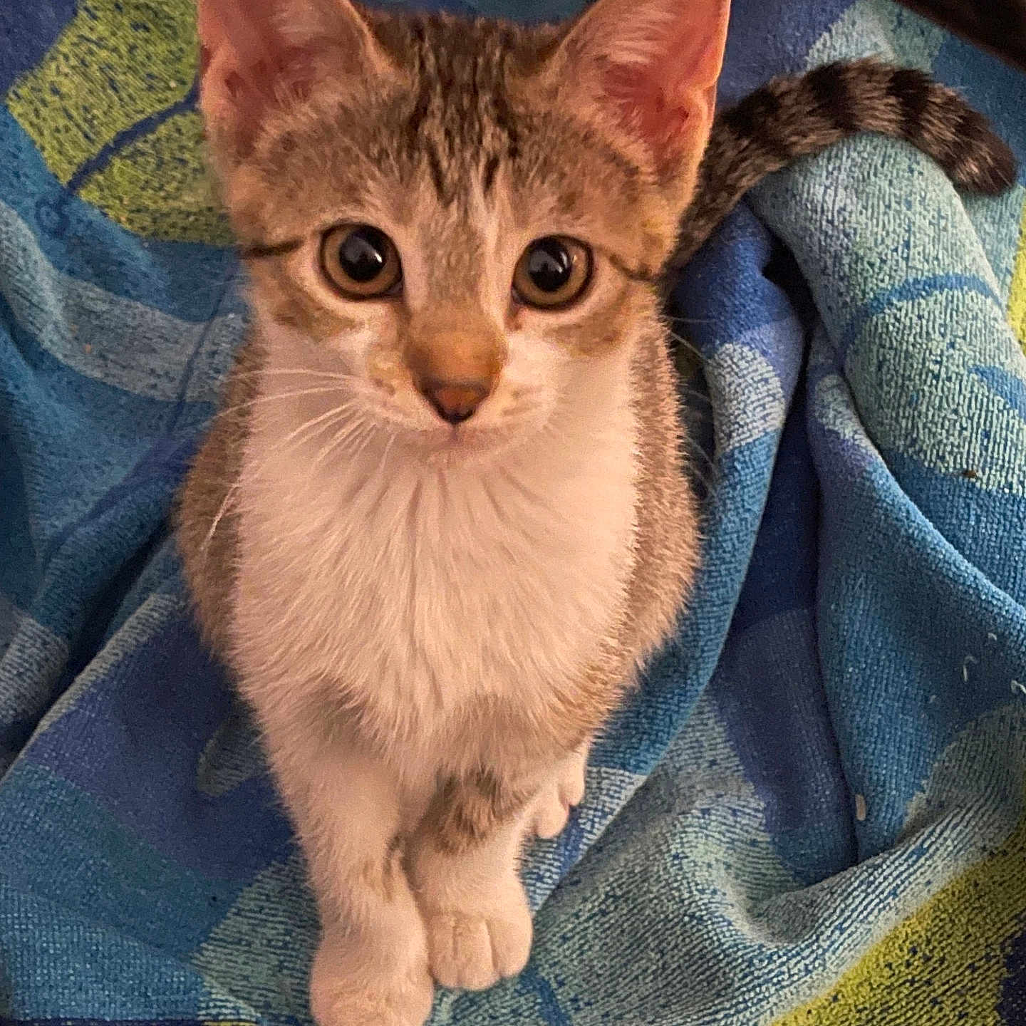 Spudnik is registered to the contest to win money with this photo: animal, blanket, cat, curious, cute, domestic, ears, feline, fur, indoor, kitten, looking, mammal, pet, sitting, small, soft, tail, whiskers, young