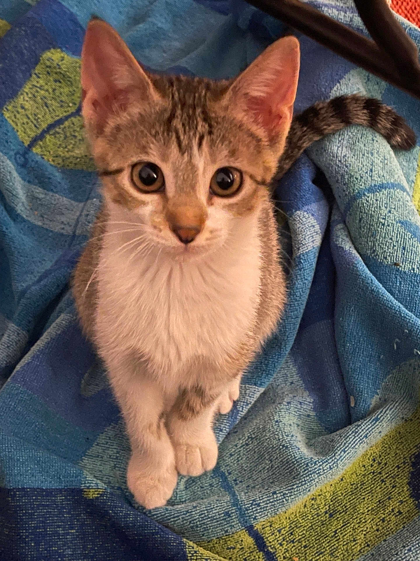 Spudnik is registered to the contest to win money with this photo: kitten, cat, pet, animal, cute, feline, fur, whiskers, ears, tail, blanket, indoor, small, young, domestic, mammal, looking, sitting, curious, soft