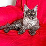 cat, gray_cat, fluffy, pet, indoor, feline, animal, chair, red_chair, relaxed, seated, cute, whiskers, ears, paws, fur, domestic_cat, resting, alert, golden_eyes
