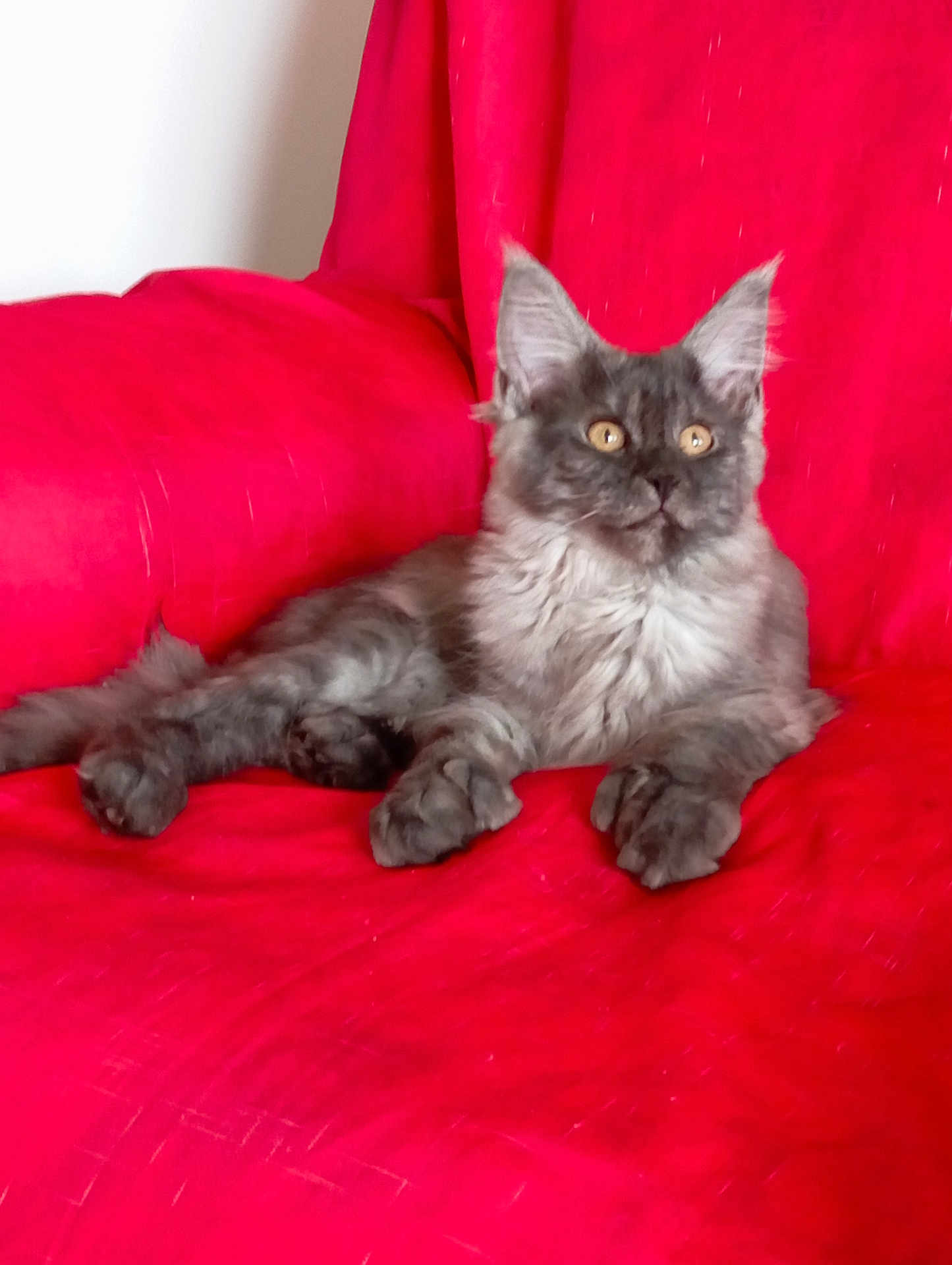 Aby a rejoint le concours — aidez-le/la à gagner de superbes lots ! cat, gray_cat, fluffy, pet, indoor, feline, animal, chair, red_chair, relaxed, seated, cute, whiskers, ears, paws, fur, domestic_cat, resting, alert, golden_eyes
