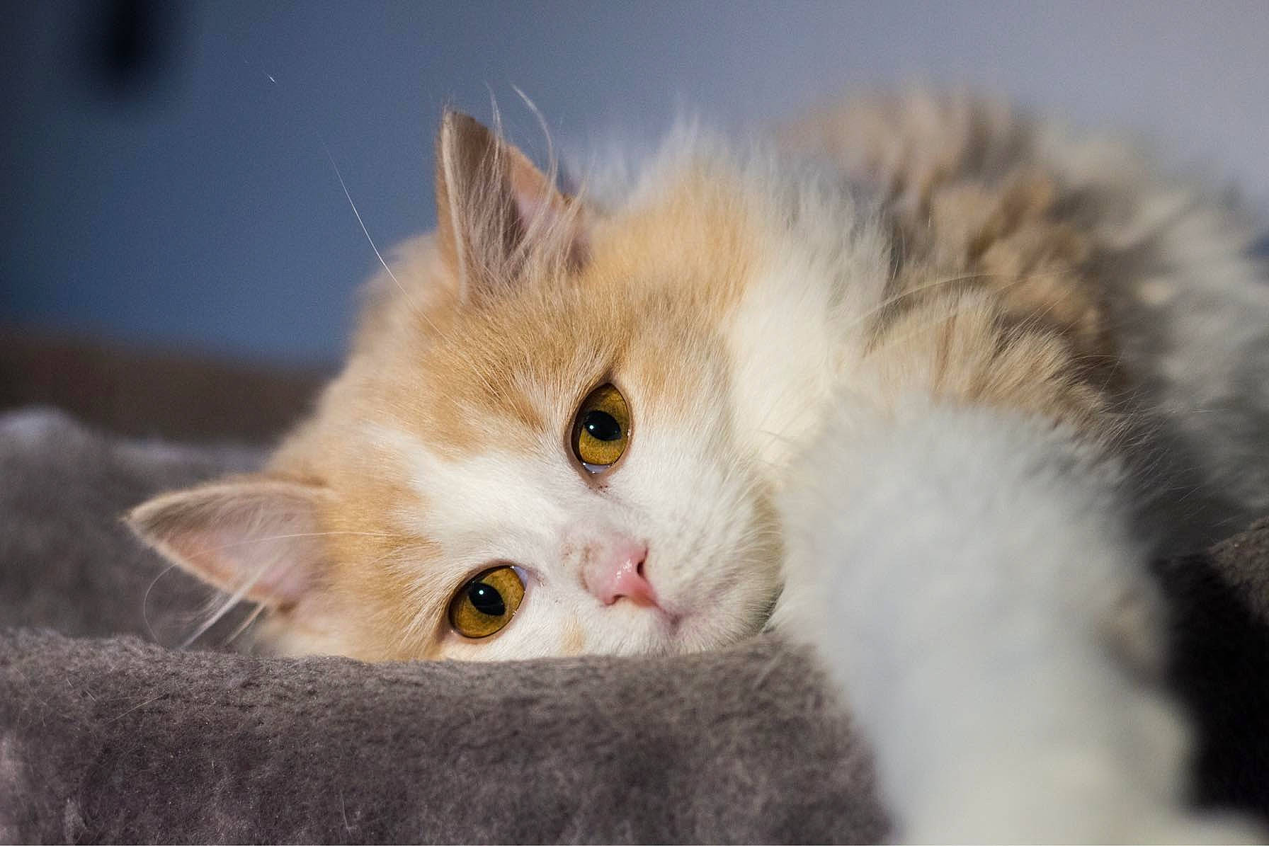 Mistinguette a rejoint le concours — aidez-le/la à gagner de superbes lots ! art, carnivore, cat, domestic_short_haired_cat, fawn, felidae, fur, iris, paw, small_to_medium_sized_cats, snout, whiskers, wildlife