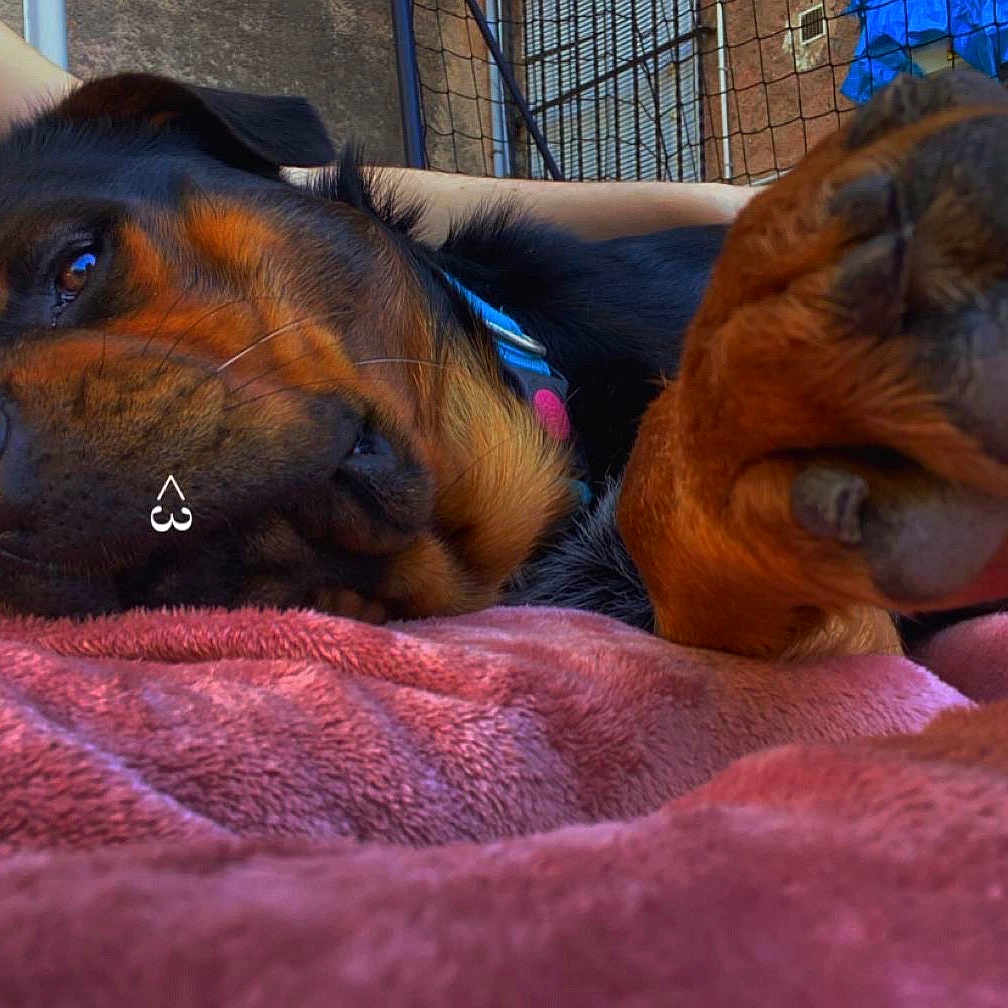 Paco a rejoint le concours — aidez-le/la à gagner de superbes lots ! animal, ball, blanket, boxer, bulldog, canine, den, dog, doghouse, hound, indoors, person, pet, puppy, quilt, sleeping, snout, sport, tennis, tennisball