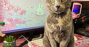 Freckles is registered to the contest to win money with this photo: cat, cherry_blossom, cute, desk, desk_mat, feline, gaming_setup, green_eyes, grey_cat, indoor, keyboard, monitor, mouse_pad, pink_keyboard, plant, portrait, sitting, speaker, succulent, tortoiseshell