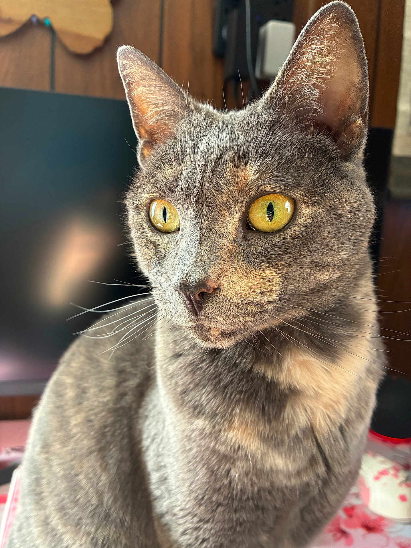 Freckles is registered to the contest to win money with this photo: cat, feline, pet, close_up, portrait, yellow_eyes, whiskers, gray_fur, tortoiseshell, ear, nose, fur_texture, indoor, household, monitor, wood_paneling, mousepad, floral_pattern, curious, sitting