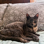 Freckles joined the competition — help win amazing prizes! bed, blanket, cat, cozy, domestic_animal, feathers, floral_pattern, fur, green_eyes, grey_cat, indoor, lounging, pet, pillow, relaxed, sunlight, tortoiseshell, whiskers, window_blinds, wood_paneling