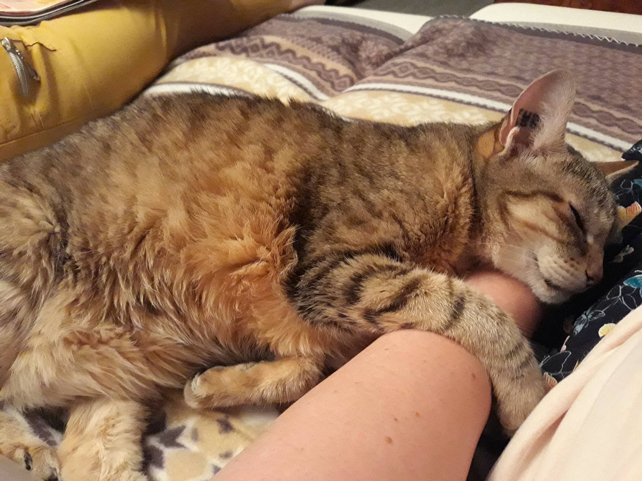 Bidule a rejoint le concours — aidez-le/la à gagner de superbes lots ! canidae, carnivore, cat, claw, comfort, couch, domestic_short_haired_cat, fawn, felidae, fur, lap, mammal, nap, paw, sleep, small_to_medium_sized_cats, tail, terrestrial_animal, whiskers