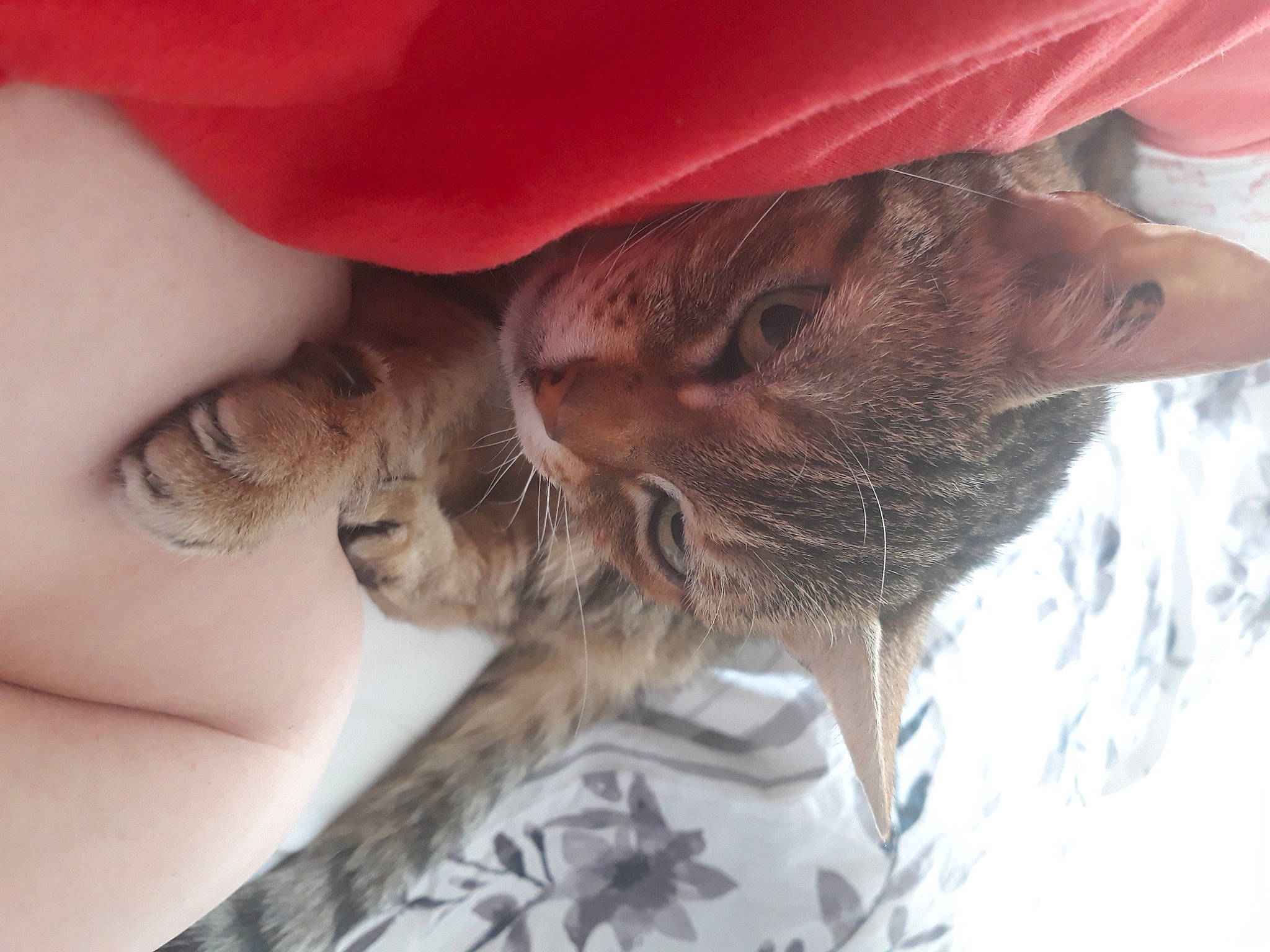 Bidule a rejoint le concours — aidez-le/la à gagner de superbes lots ! carnivore, cat, comfort, ear, fawn, felidae, finger, fur, gesture, hand, hat, head, human_leg, liver, nail, skin, small_to_medium_sized_cats, snout, tree, whiskers