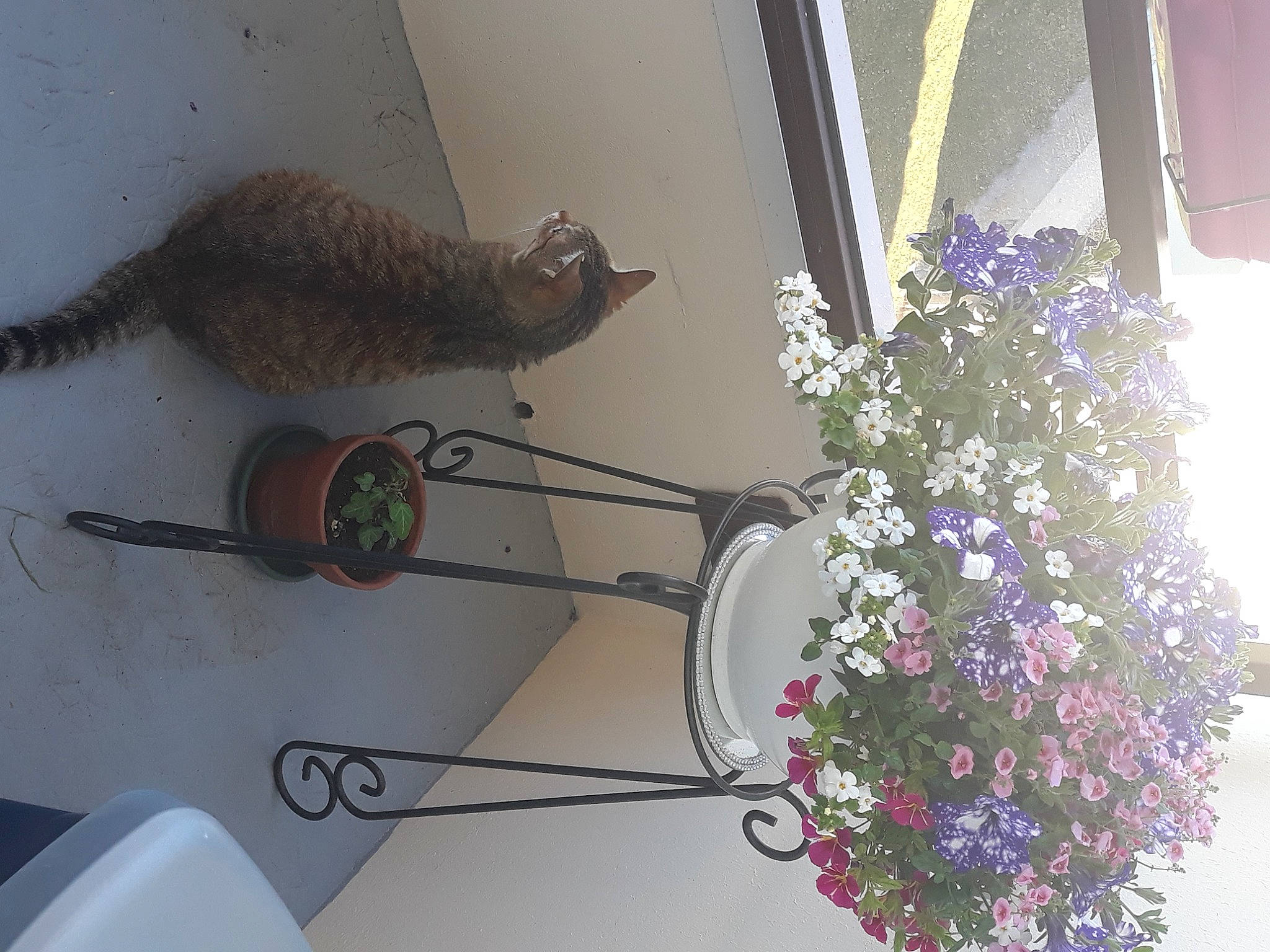 Bidule a rejoint le concours — aidez-le/la à gagner de superbes lots ! annual_plant, artificial_flower, cut_flowers, floral_design, floristry, flower, flower_arranging, flowerpot, houseplant, line, petal, plant, room, shelf, shelving, table, tail, vase, window, wood