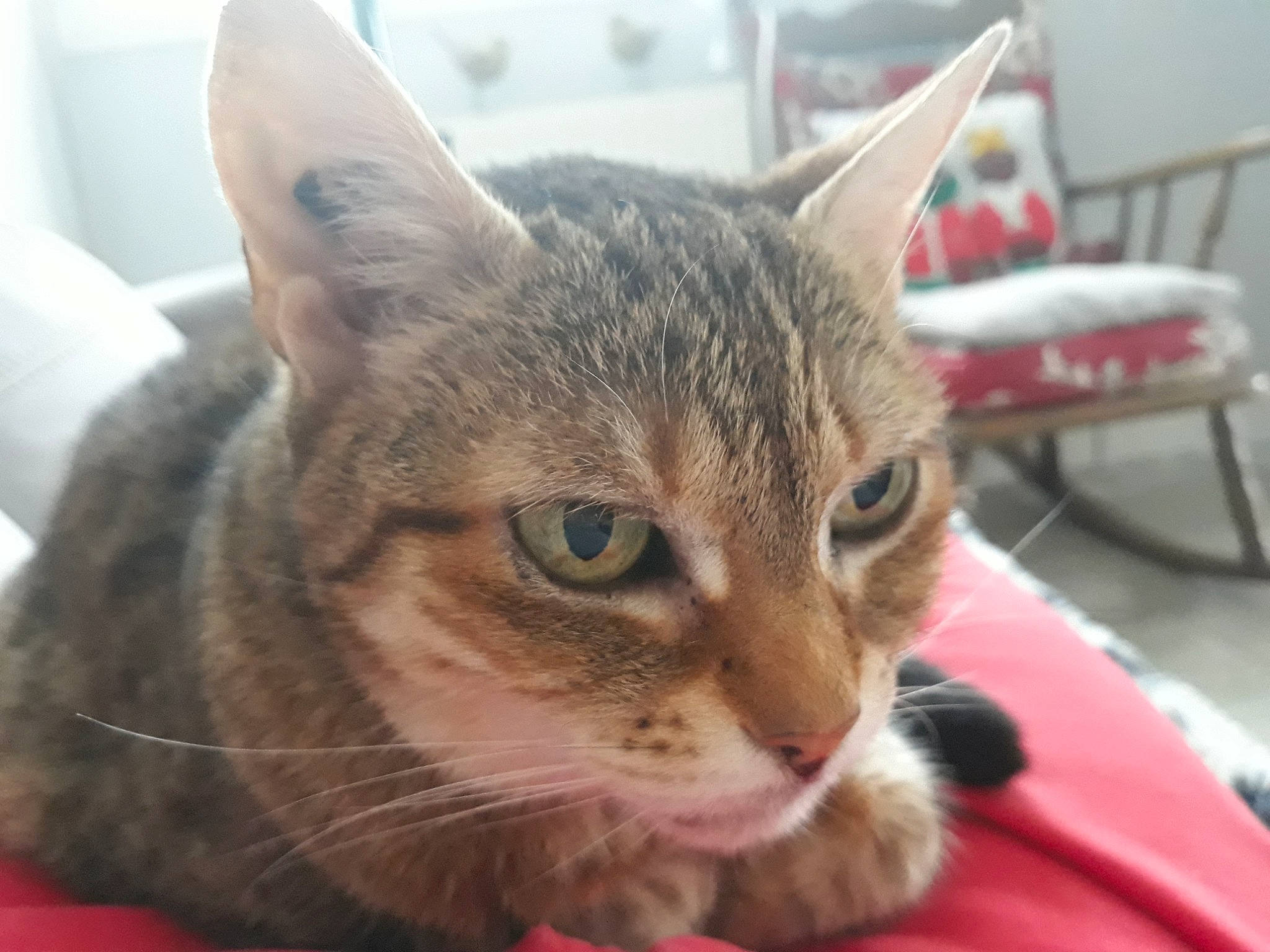 Bidule a rejoint le concours — aidez-le/la à gagner de superbes lots ! carnivore, cat, cat_supply, comfort, domestic_short_haired_cat, felidae, fur, paw, small_to_medium_sized_cats, snout, whiskers, wildlife, window