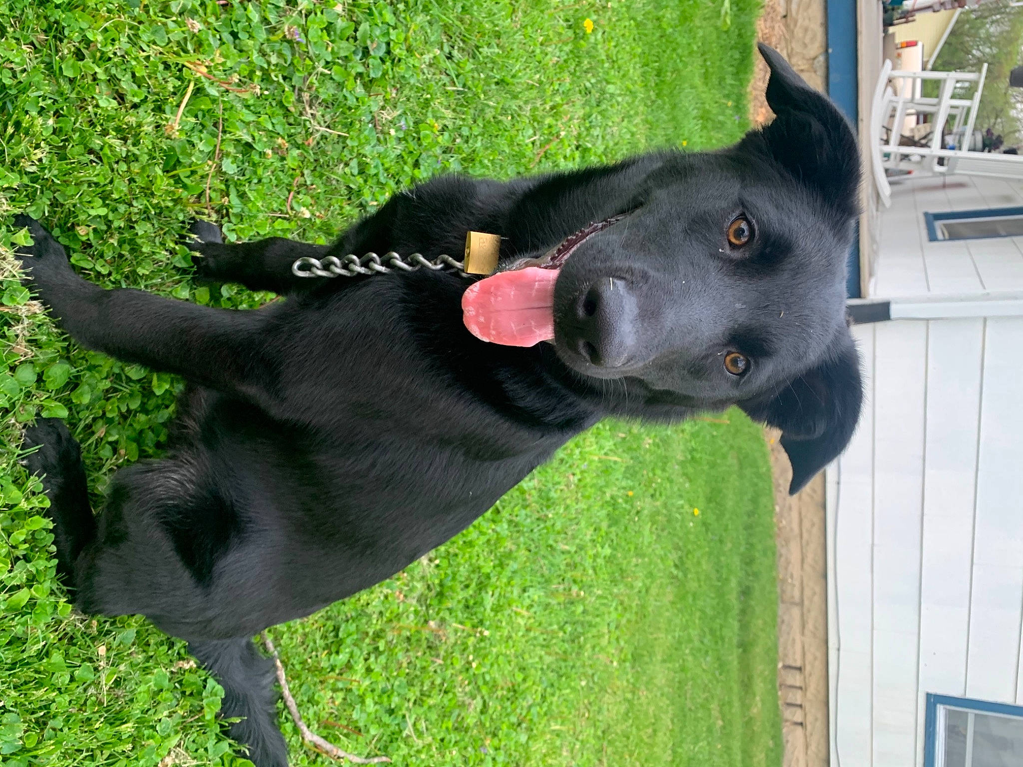 Lasso joined the competition — help win amazing prizes! borador, canidae, carnivore, collar, companion_dog, dog, dog_breed, dog_collar, dog_supply, fashion_accessory, fawn, grass, guard_dog, mammal, personal_protective_equipment, pet_supply, plant, tail, working_animal, working_dog