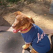 Kali is registered to the contest to win money with this photo: dog, puppy, blue_shirt, pink_collar, outdoor, bench, sunlight, grass, dirt, happy, tongue_out, pet, animal, smiling, sitting, wood, nature, playful, young_dog, daytime