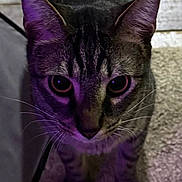 Pagan is registered to the contest to win money with this photo: cat, tabby, indoor, carpet, floor, close_up, purple_light, whiskers, ears, curious, pet, animal, feline, striped, looking_up, domestic_cat, fur, mammal, cute, eyes