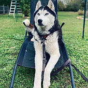 Lasko a rejoint le concours — aidez-le/la à gagner de superbes lots ! dog, husky, siberian_husky, blue_eyes, pet, outdoor, grass, lawn, chair, leash, collar, fence, garden, daylight, animal, canine, resting, fur, nature, summer