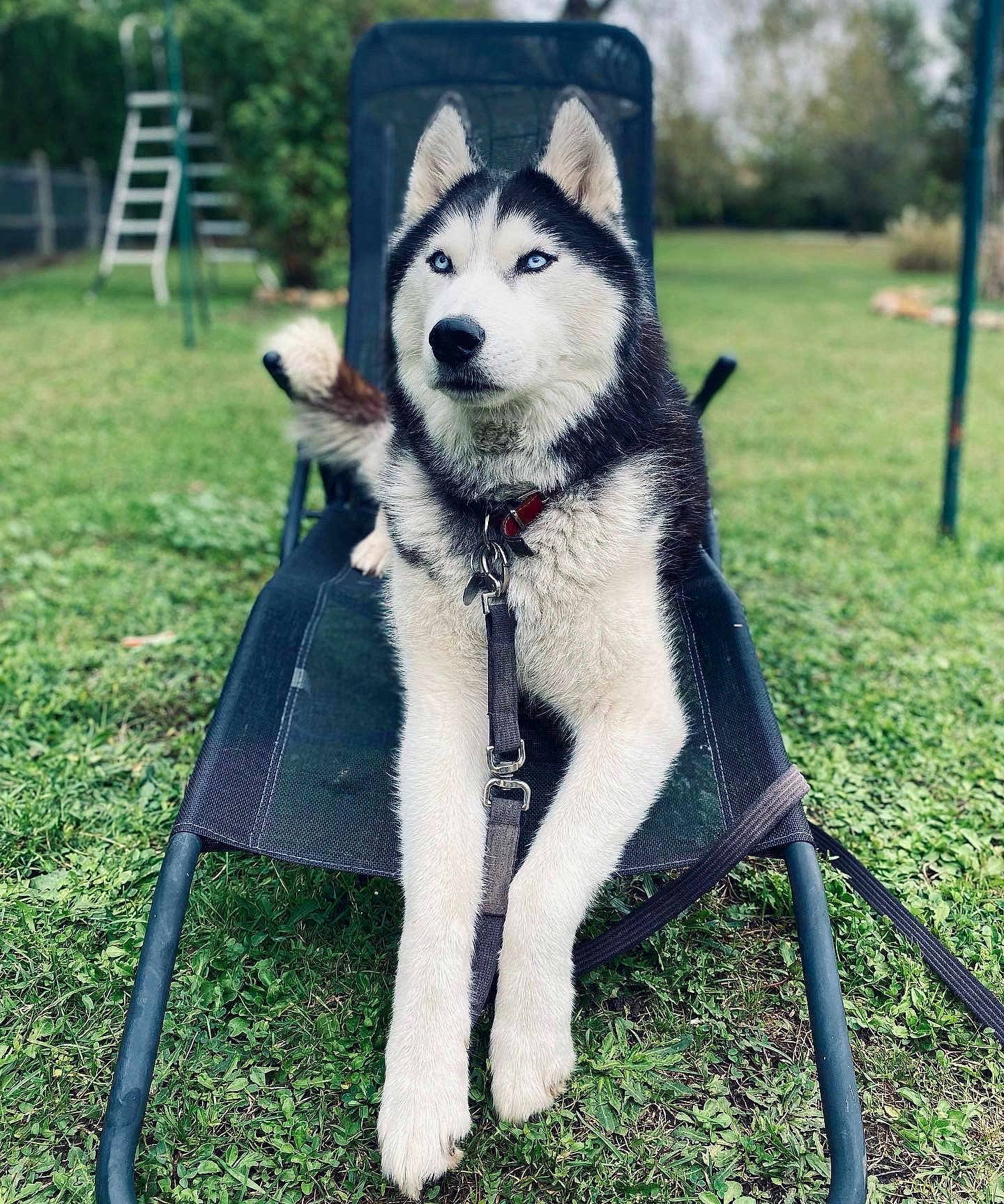 Lasko a rejoint le concours — aidez-le/la à gagner de superbes lots ! dog, husky, siberian_husky, blue_eyes, pet, outdoor, grass, lawn, chair, leash, collar, fence, garden, daylight, animal, canine, resting, fur, nature, summer