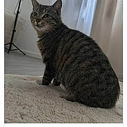 Bianca a rejoint le concours — aidez-le/la à gagner de superbes lots ! cat, tabby_cat, indoor, carpet, curtain, lamp, pet, animal, feline, fur, striped, sitting, looking_away, home, cozy, soft_light, floor, domestic, whiskers, ears