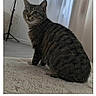 cat, tabby_cat, indoor, carpet, curtain, lamp, pet, animal, feline, fur, striped, sitting, looking_away, home, cozy, soft_light, floor, domestic, whiskers, ears