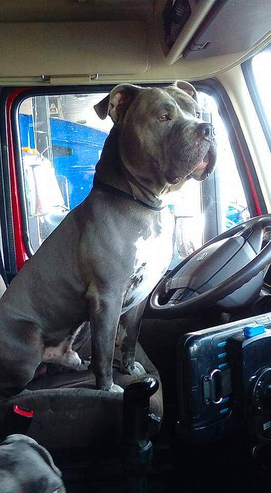 Gotti is registered to the contest to win money with this photo: american_pit_bull_terrier, american_staffordshire_terrier, bandog, canidae, car, carnivore, dog, dog_breed, fawn, mammal, molosser, non_sporting_group, pit_bull, snout, staffordshire_bull_terrier, vehicle