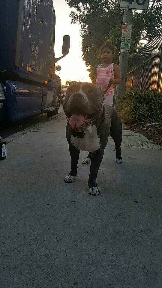 Gotti joined the competition — help win amazing prizes! american_pit_bull_terrier, canidae, carnivore, dog, dog_breed, dog_walking, fawn, non_sporting_group, sporting_group