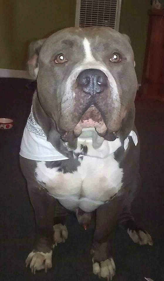 Gotti joined the competition — help win amazing prizes! american_bulldog, american_pit_bull_terrier, american_staffordshire_terrier, bandog, bulldog, bully_kutta, canidae, carnivore, dog, dog_breed, fawn, mammal, non_sporting_group, nose, pit_bull, rare_breed_dog, snout, staffordshire_bull_terrier, valley_bulldog, vertebrate