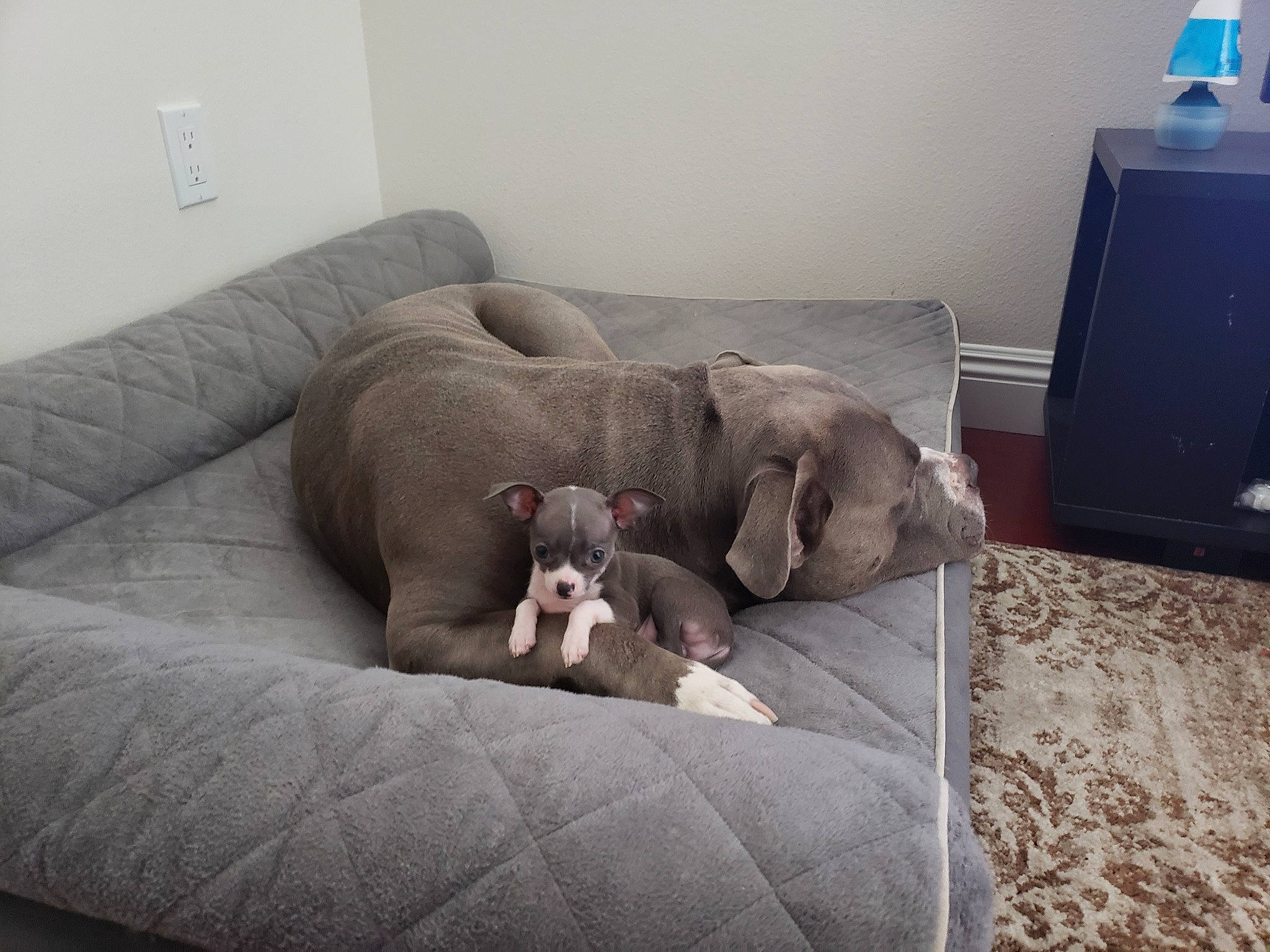 Bella joined the competition — help win amazing prizes! american_bulldog, american_pit_bull_terrier, bed, canidae, carnivore, comfort, companion_dog, couch, dog, dog_breed, fawn, furniture, great_dane, italian_greyhound, nap, non_sporting_group, pit_bull, puppy, sporting_group, weimaraner