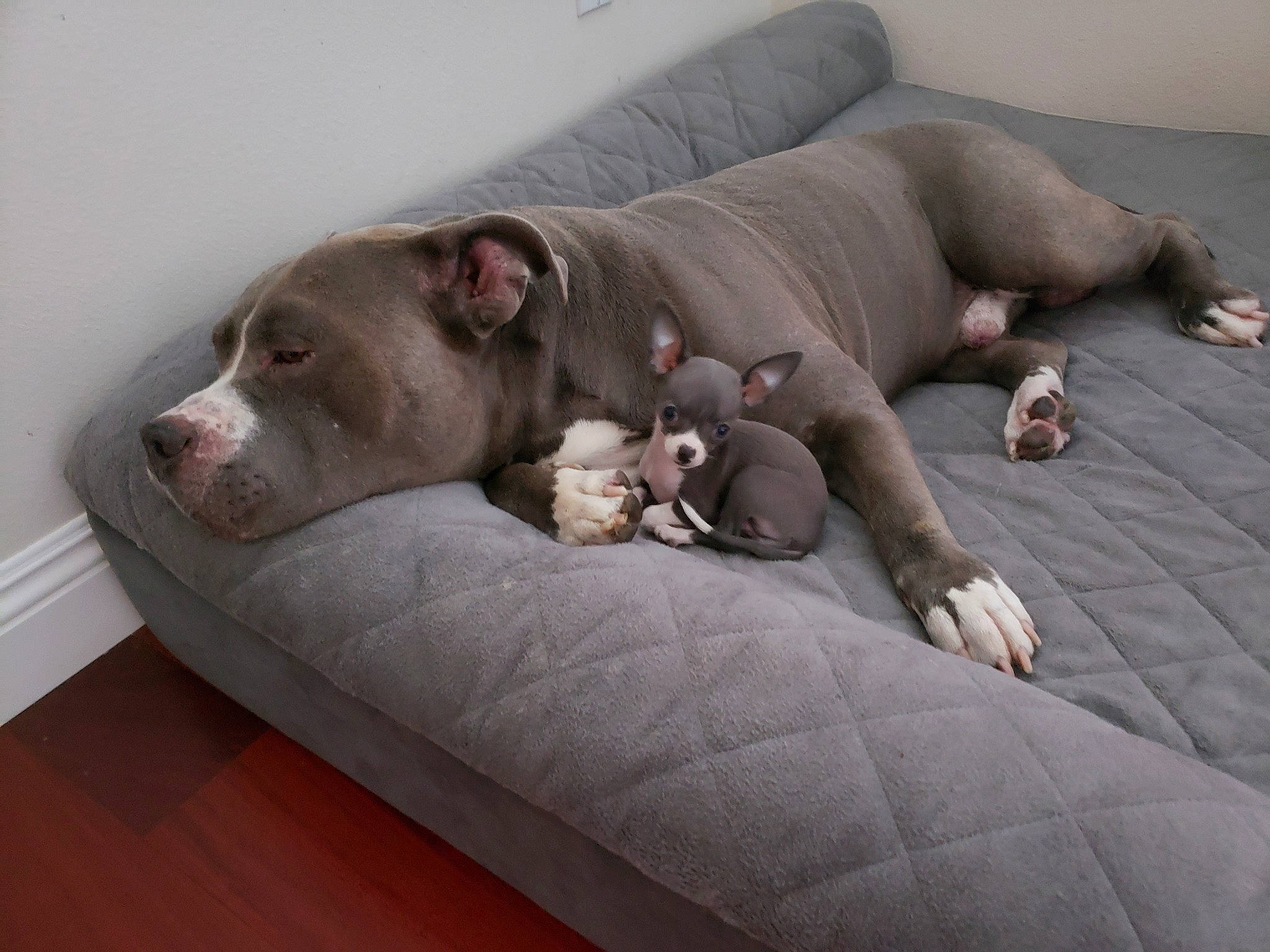 Bella is registered to the contest to win money with this photo: american_bulldog, american_pit_bull_terrier, american_staffordshire_terrier, canidae, carnivore, companion_dog, cordoba_fighting_dog, dog, dog_breed, dogo_argentino, fawn, mammal, nap, non_sporting_group, pit_bull, snout