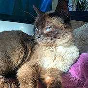 Moumoune Blanche participe au concours pour gagner de l'argent avec cette photo : cat, siamese_cat, blue_eyes, fur, whiskers, indoor_plant, blanket, sunlight, relaxing, pet, animal, cozy, brown_fur, soft_texture, close_up, domestic_animal, resting, portrait, indoor, feline