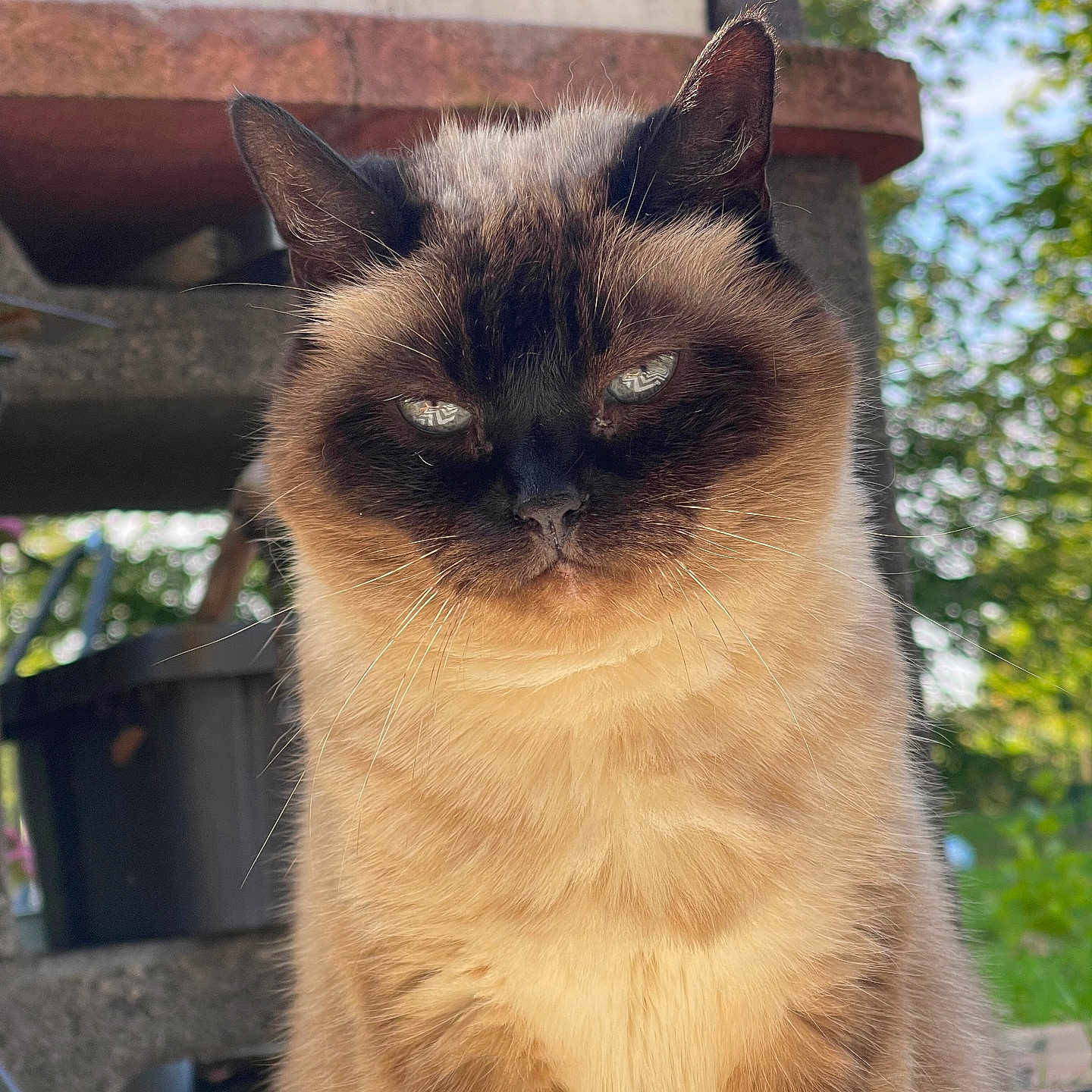 Moumoune Blanche participe au concours pour gagner de l'argent avec cette photo : animal, background, cat, closeup, daylight, ears, expression, feline, fur, greenery, mammal, nature, outdoor, pet, portrait, reflection, siamese_cat, sitting, whiskers
