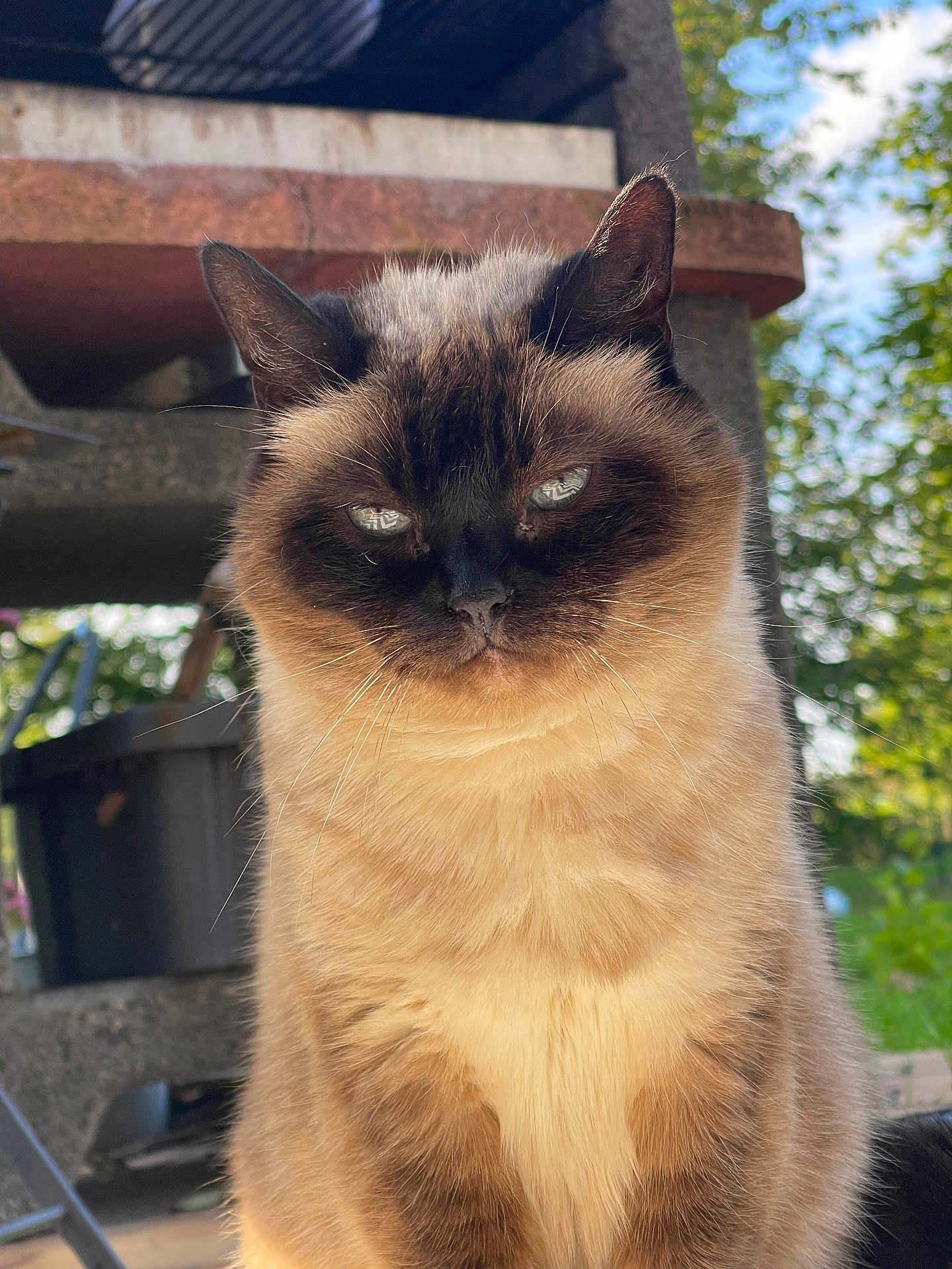 Moumoune Blanche participe au concours pour gagner de l'argent avec cette photo : animal, background, cat, closeup, daylight, ears, expression, feline, fur, greenery, mammal, nature, outdoor, pet, portrait, reflection, siamese_cat, sitting, whiskers