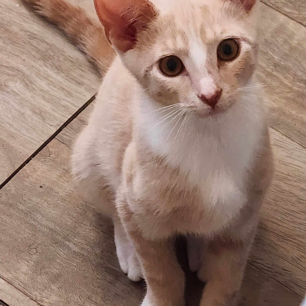 Kashton is registered to the contest to win money with this photo: kitten, cat, animal, pet, wooden_floor, curious, sitting, young_cat, domestic_cat, whiskers, ears, tail, paws, feline, cute, indoor, fur, looking_up, alert, small_animal