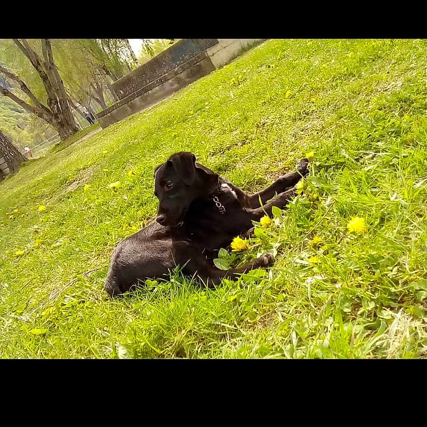 Loki participe au concours pour gagner de l'argent avec cette photo : animal, ape, canine, countryside, dog, farm, field, gorilla, grass, grassland, meadow, monkey, nature, outdoors, pasture, pet, plant, puppy, rural, vegetation