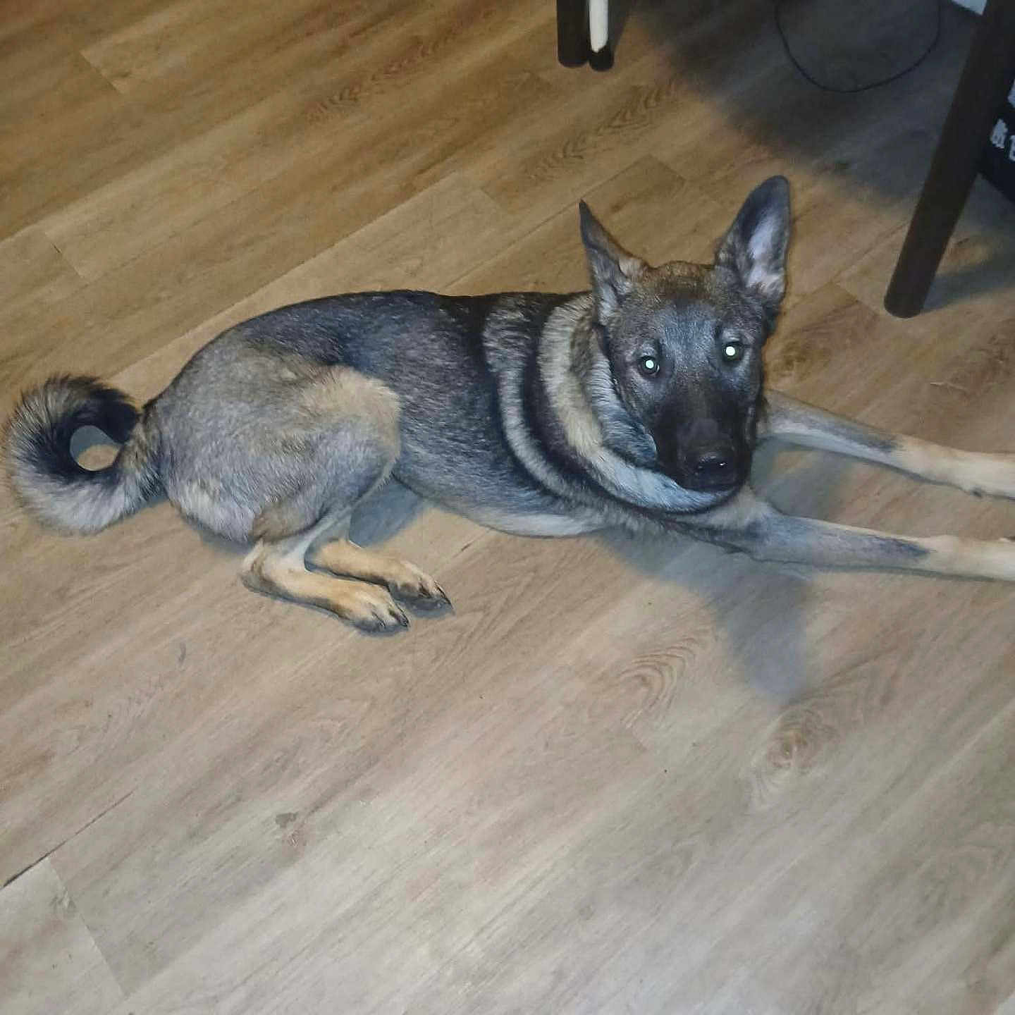 Mad Maximus Barr joined the competition — help win amazing prizes! animal, black, brown, calm, canine, dog, domestic, ears, floor, fur, furniture, home, indoor, legs, looking_at_camera, lying_down, pet, resting, tail, wooden_floor