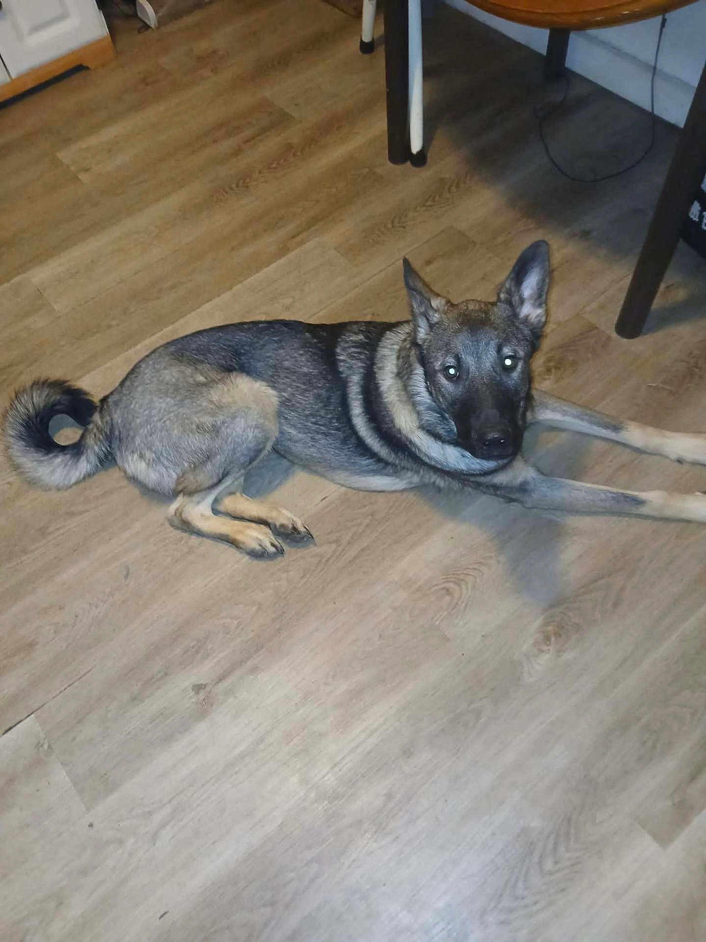 Mad Maximus Barr joined the competition — help win amazing prizes! animal, black, brown, calm, canine, dog, domestic, ears, floor, fur, furniture, home, indoor, legs, looking_at_camera, lying_down, pet, resting, tail, wooden_floor